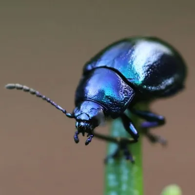 BeautyOfInsects profile