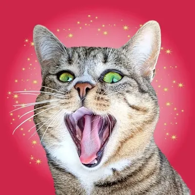 Bebe Crazycat profile