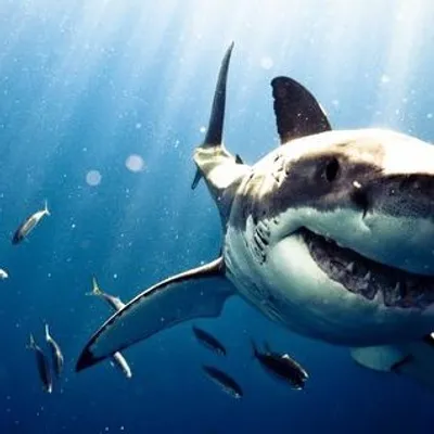 Bérénice 🦈 profile