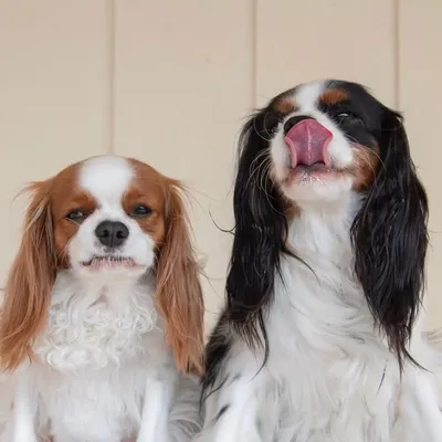 Beckley & Oscar profile