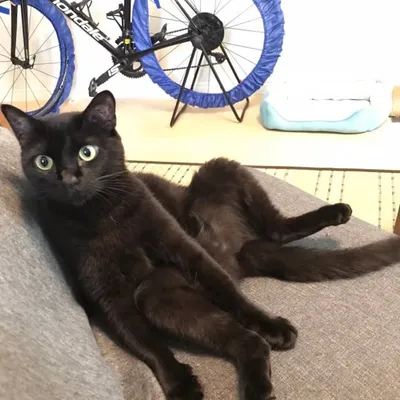 黒猫びーちゃんとの日々(保護猫出身) profile