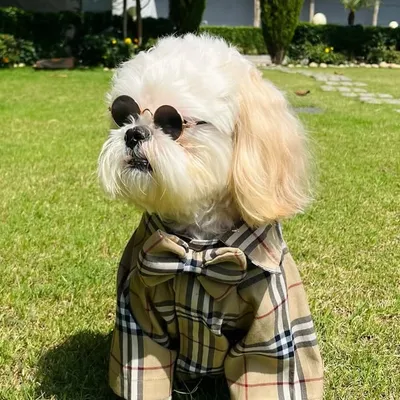 Beetle | The ShihTzu profile