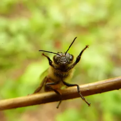 Willis Bienen profile