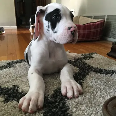 Benjamin The Great Dane profile