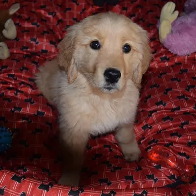 Bella 🐾🧿| Golden Retriever profile