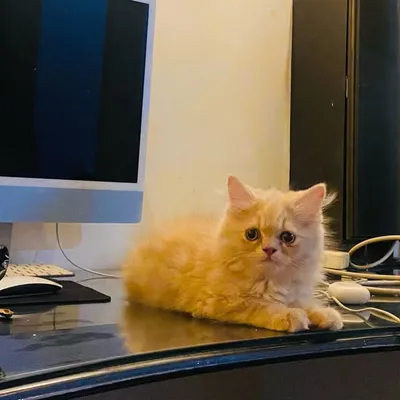 Cat lovers profile