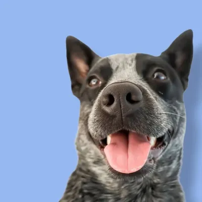 Bella the Stumpy Blue Heeler profile