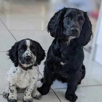 Bella + Penny profile
