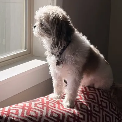 Bella profile