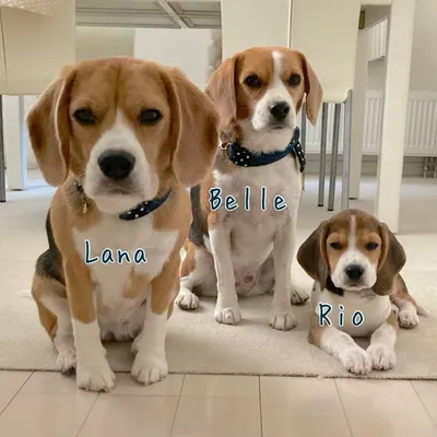 belle♡lana♡rio profile