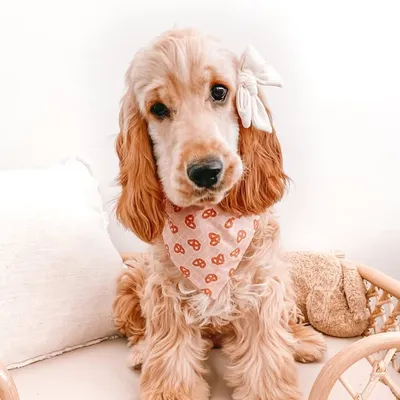 Belle ๐พ The Cocker Spaniel profile