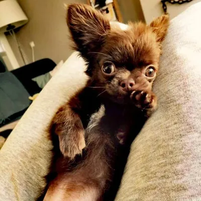 BendR Happiness ๐ณ๐ฑ chihuahua profile