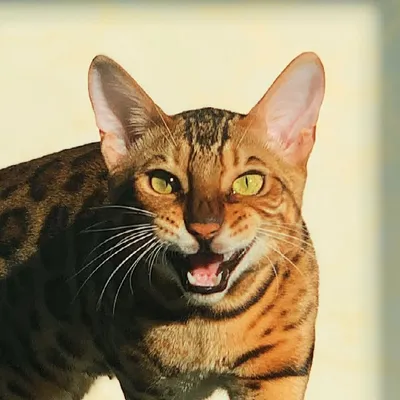 Bengal cats Simba & Nalaš
profile