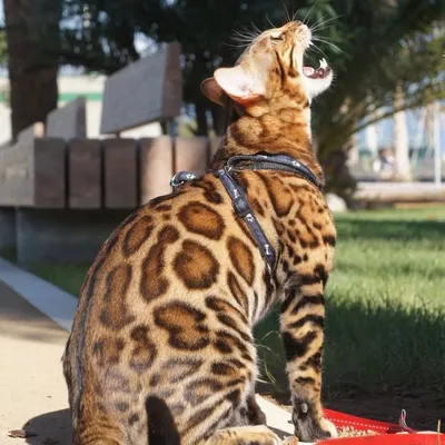 Bengal Best profile