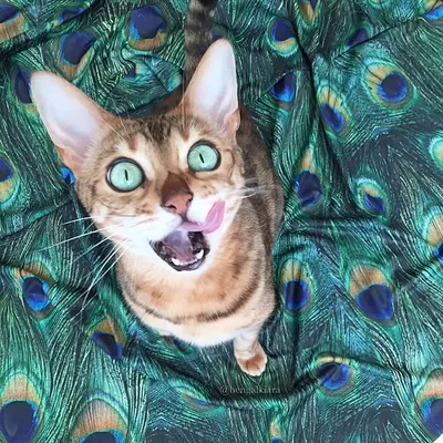Kiara the Bengal profile