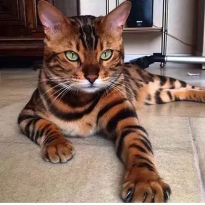 Thor The Bengal profile