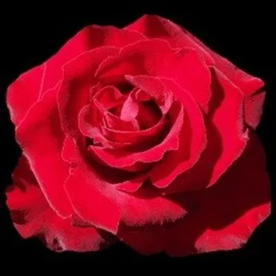 🌹BENI🌹 profile