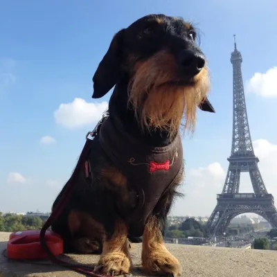 Beni Doxie in Paris ! profile