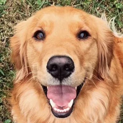 Bennie And The pets profile
