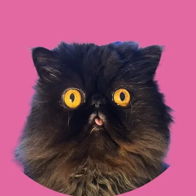 Benny the Black Persian ๐โโฌ profile