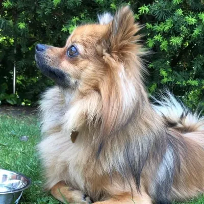 Benny van Didymus🐾 profile