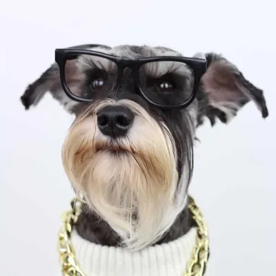 Bentley BadA$$ | Schnauzer profile