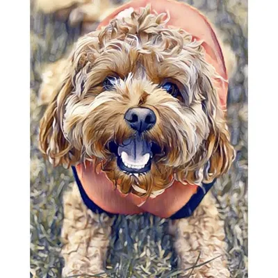 ✨Bentley The Cavoodle✨ profile