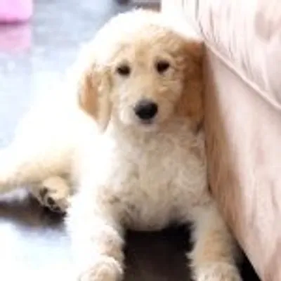 Bentley the Goldendoodle profile
