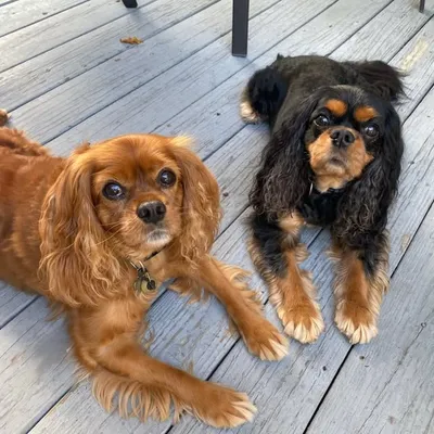 Bentley & Bode profile