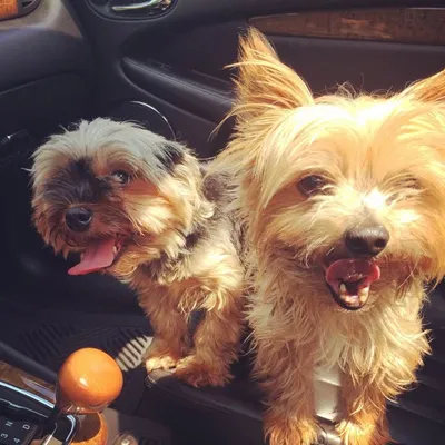 Bentley And Studley Brown profile