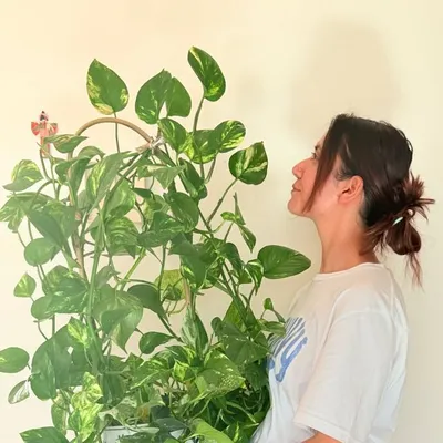 Grow profile