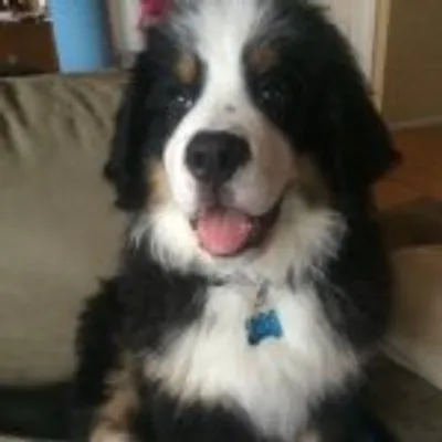 Bernese Mountain Dog Lovers profile