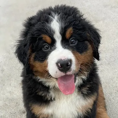 MOOSE | Bernese Mountain Dog profile
