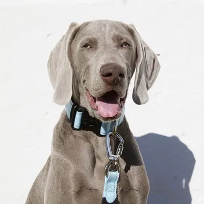 Bernie the Weimaraner ๐พ profile