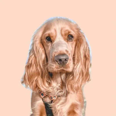Bertie the Cocker Spaniel profile