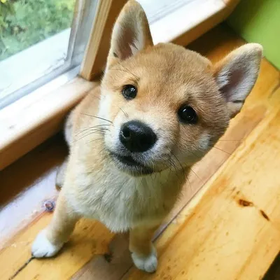 Best_dog_of_the_planet profile