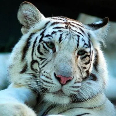 Animal Kingdom profile