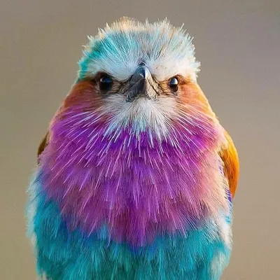 Best bird pictures profile