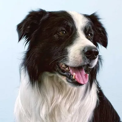 Best Border Collies profile