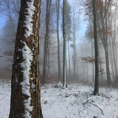 bestforestmood profile