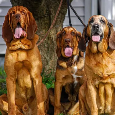 3B Bloodhounds profile