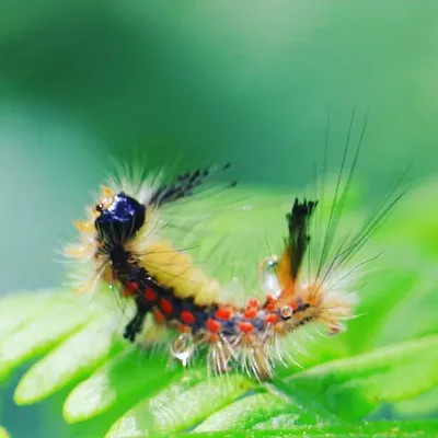 Bezige beestjes ~ wildlife NL profile