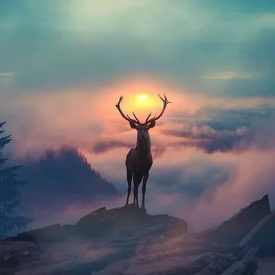 Bhavesh Jambhale🦌 profile