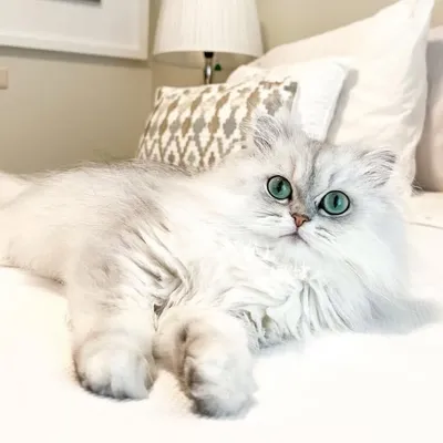 Bianca 🐱Mia 🐱Sissi profile