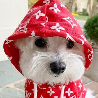 BIBBLE de Terror profile