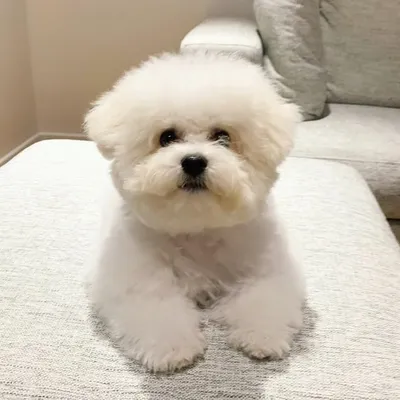 Mochi ใใก ๐ก profile