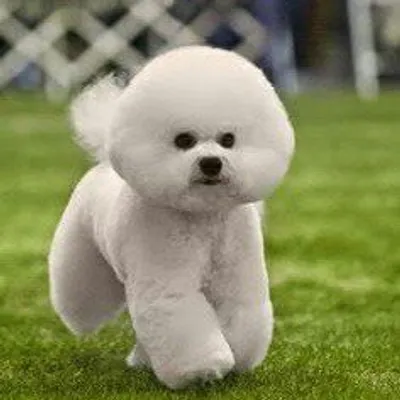 Bichon Frisé profile