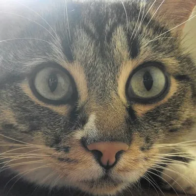 Big Cat Lex profile