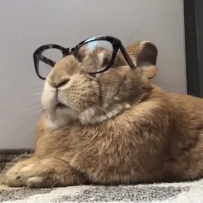 Cocoa Puff the Giant Rabbit