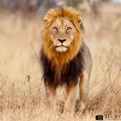 Big On Wild profile